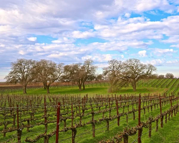 , LODI RULES: California’s Original Sustainable Winegrowing Program