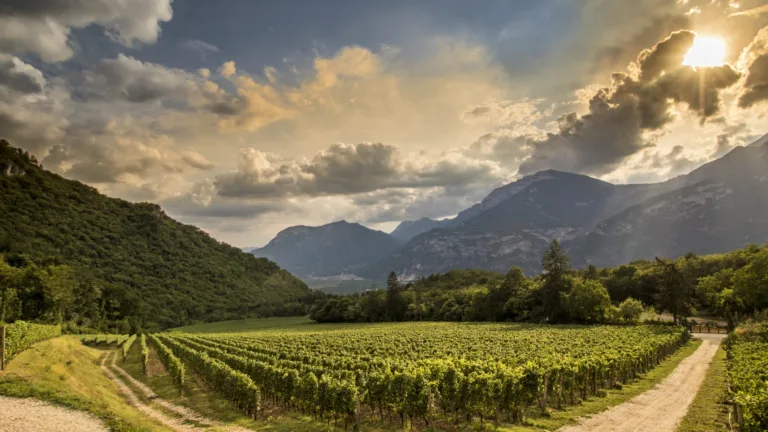 Ferrari Trento pushes forward sustainability in Trentodoc