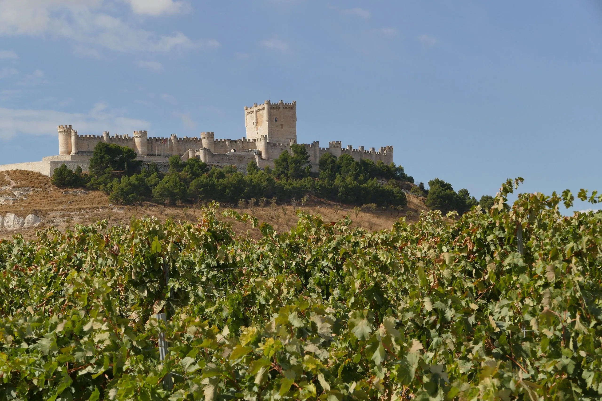 , Ribera del Duero ‘challenging preconceptions about the region’s wines