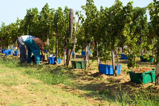 Hungary reports challenging harvest despite optimistic official data