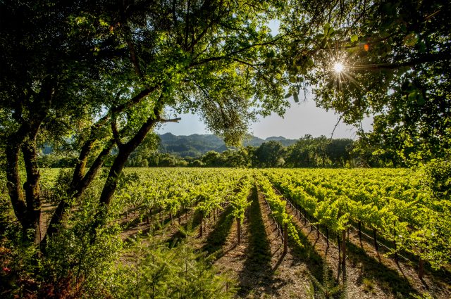 , O’Neill Vintners &amp; Distillers achieves organic certification