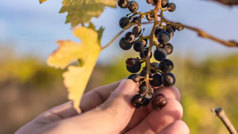 Wine 101: Wine and Climate Change Part I: An Overview